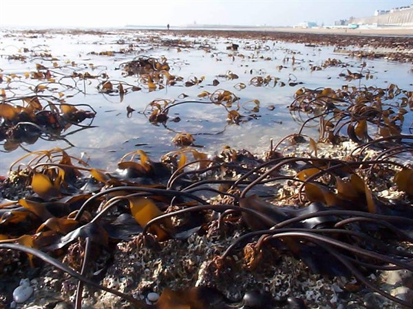 Brown seaweeds Ramsgate