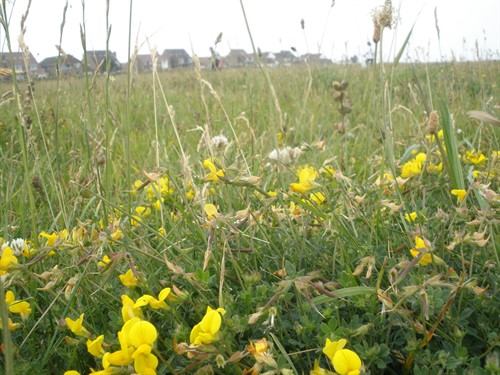 P6263930 Forenessgrassland Tonychild 