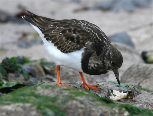 Turnstone By Willie Mcknight